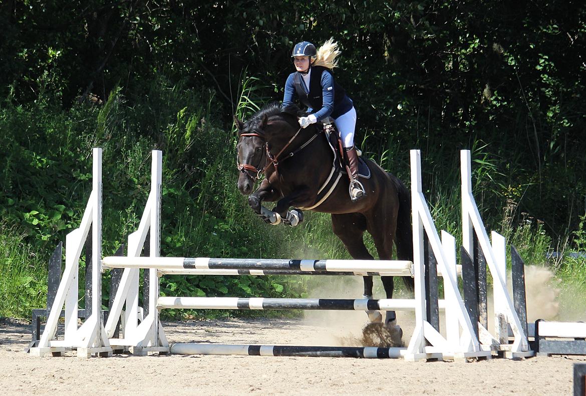 Dansk Varmblod Bucklands Donna - Donna flyvende i vores første 90 cm. :)  billede 19