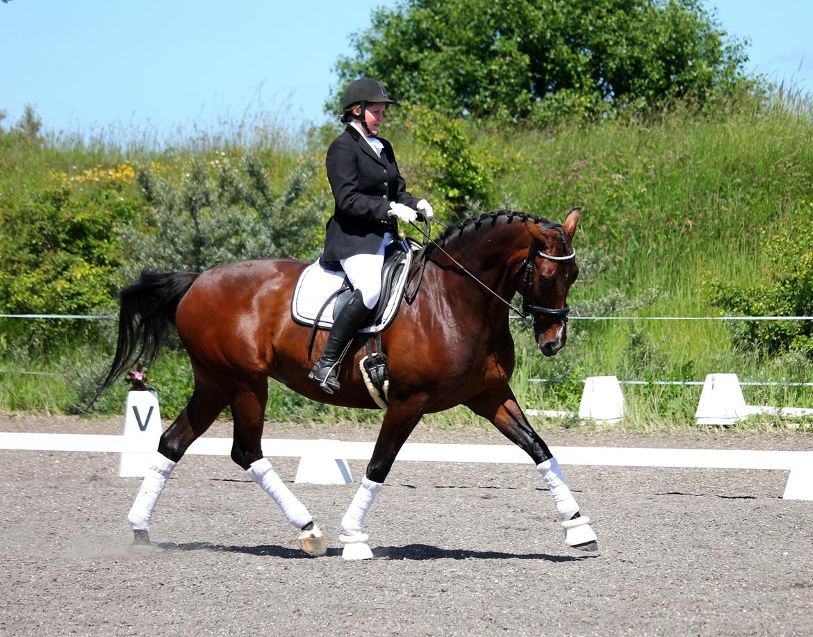 Tysk Oldenburger Sienna Bastbjerg billede 32