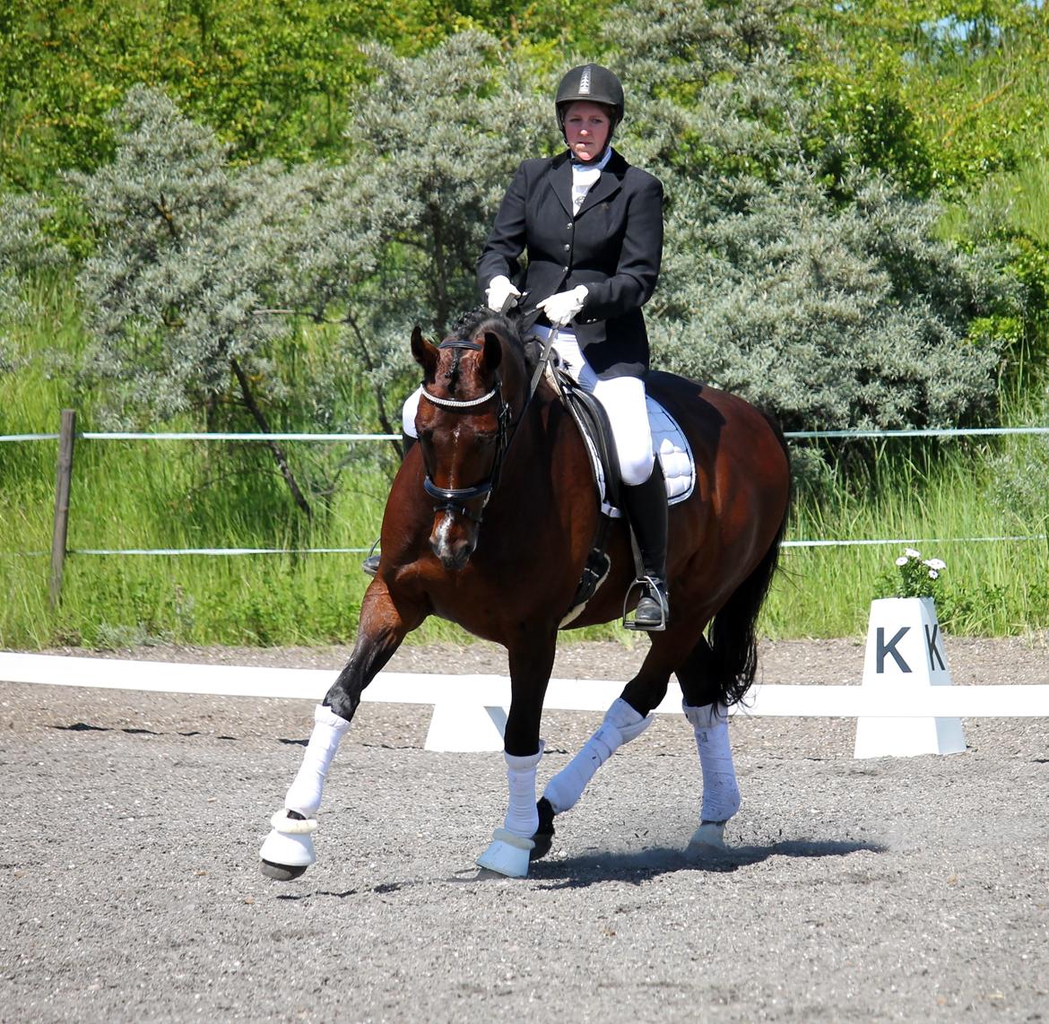 Tysk Oldenburger Sienna Bastbjerg billede 36