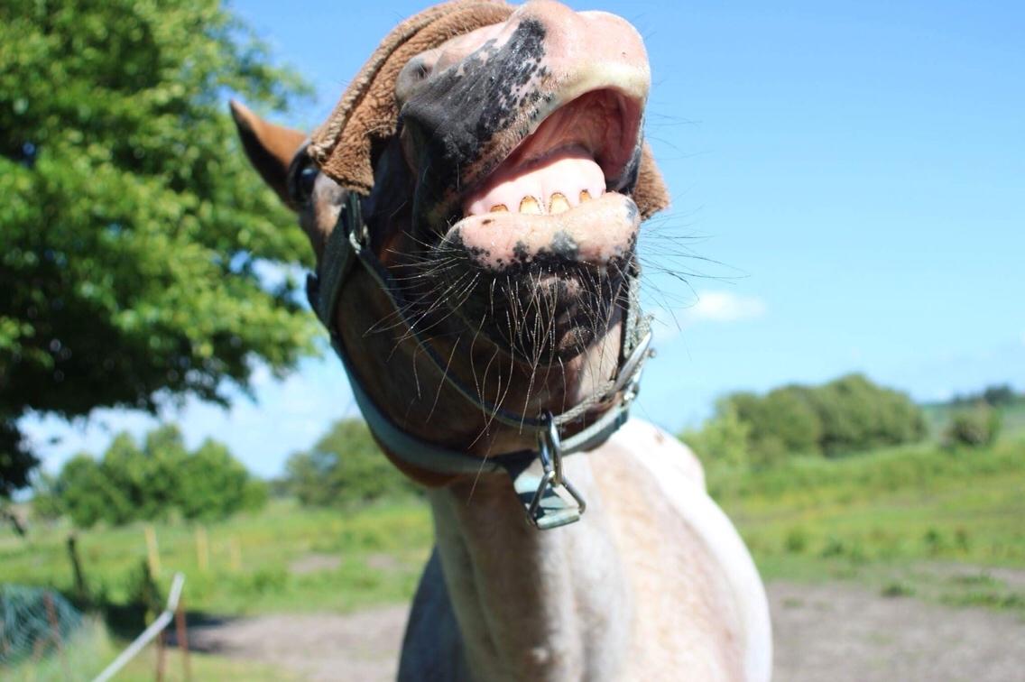Anden særlig race Sofus billede 18