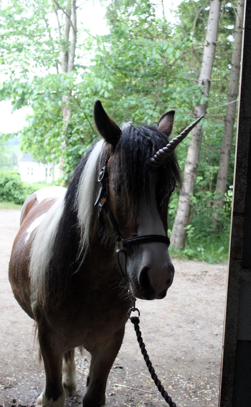 Anden særlig race Sir Louis of Gundelach billede 19