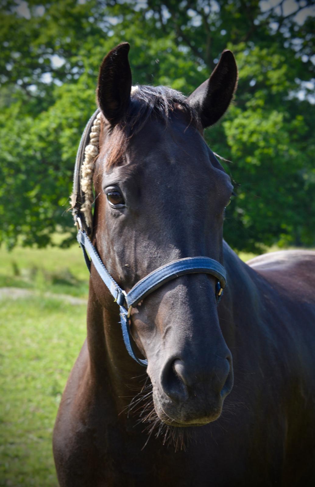 Dansk Varmblod Stald Højgårds Libella billede 5
