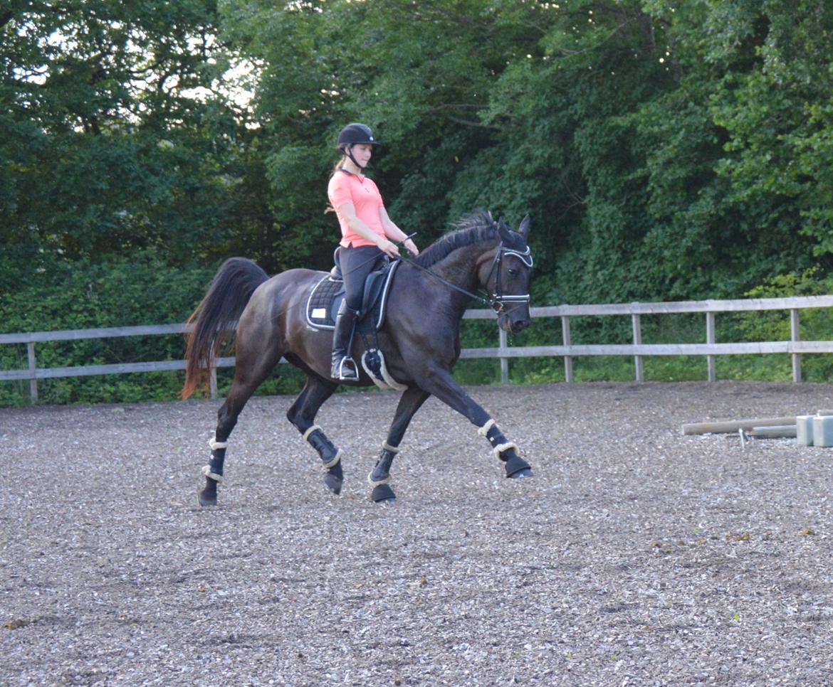 Dansk Varmblod Stald Højgårds Libella billede 7