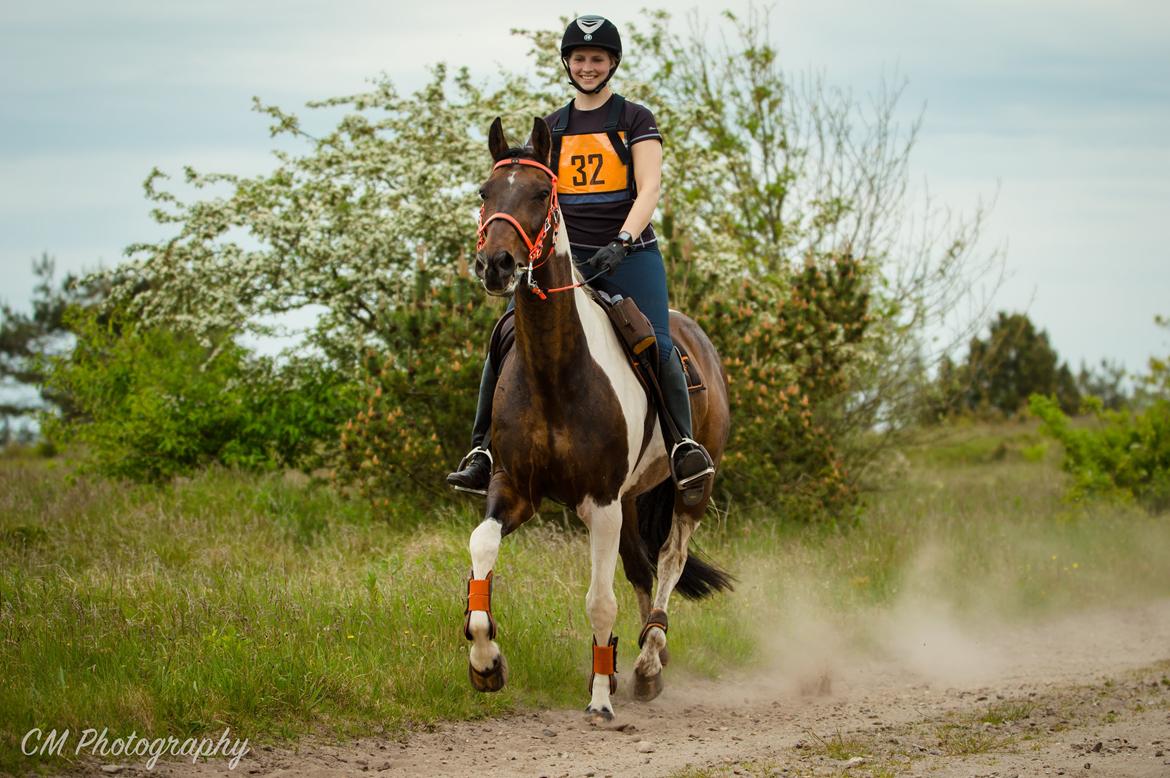 Pinto My Promise - 19# billede 19