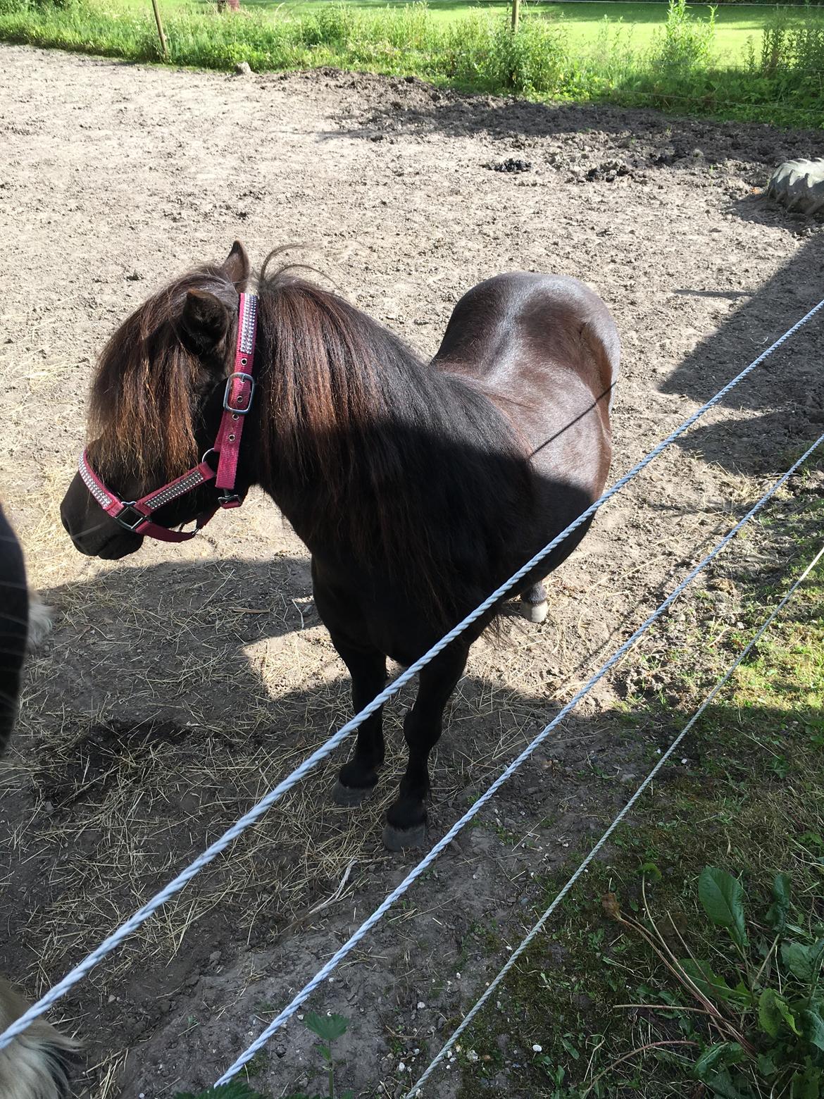 Shetlænder Musla *solgt* billede 19