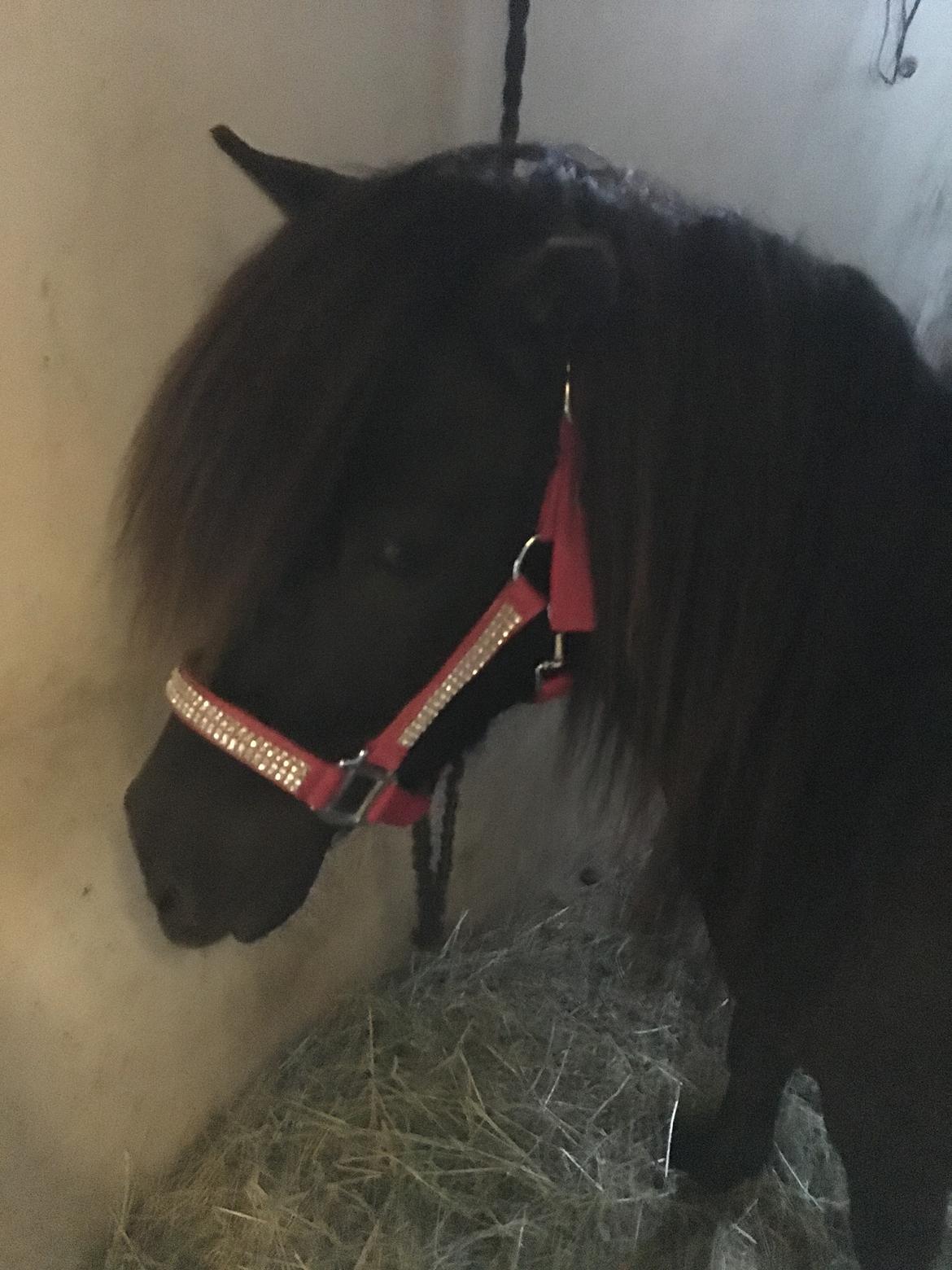 Shetlænder Musla *solgt* billede 20