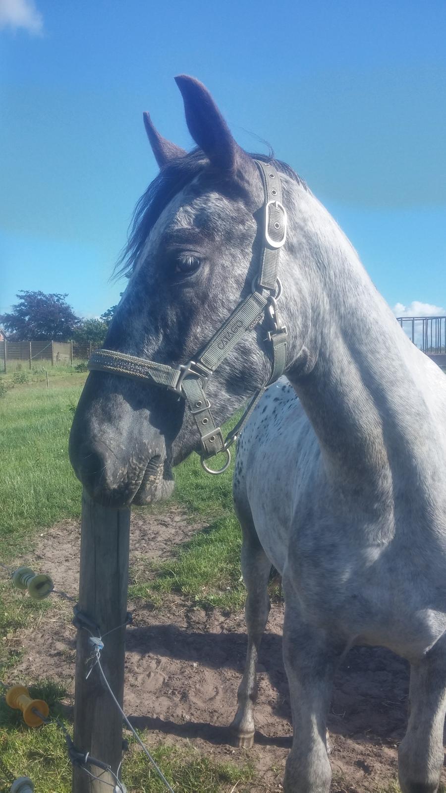 Anden særlig race Beuty billede 26