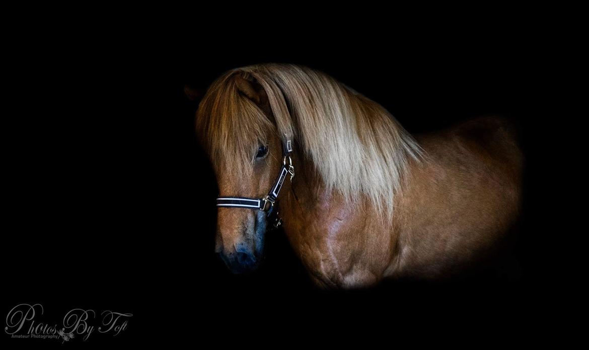 Islænder Katla fra Jannerup billede 25