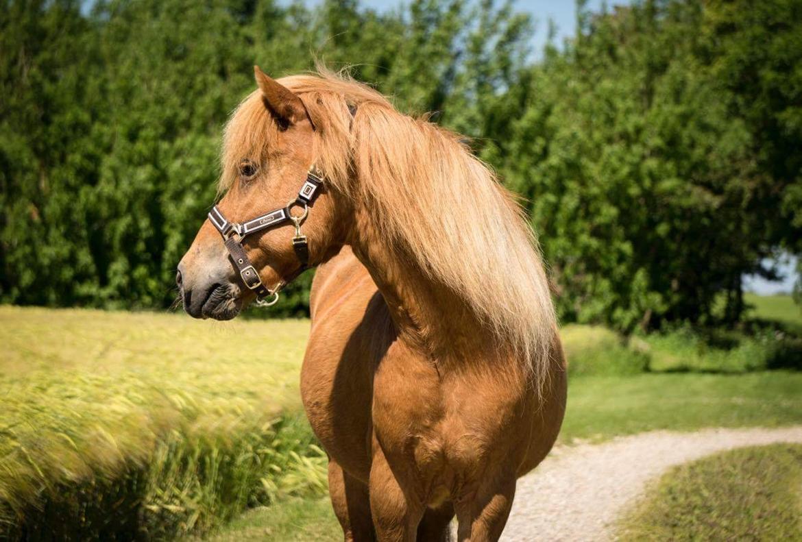 Islænder Katla fra Jannerup billede 9