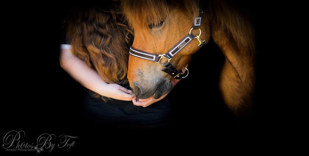 Islænder Katla fra Jannerup billede 7