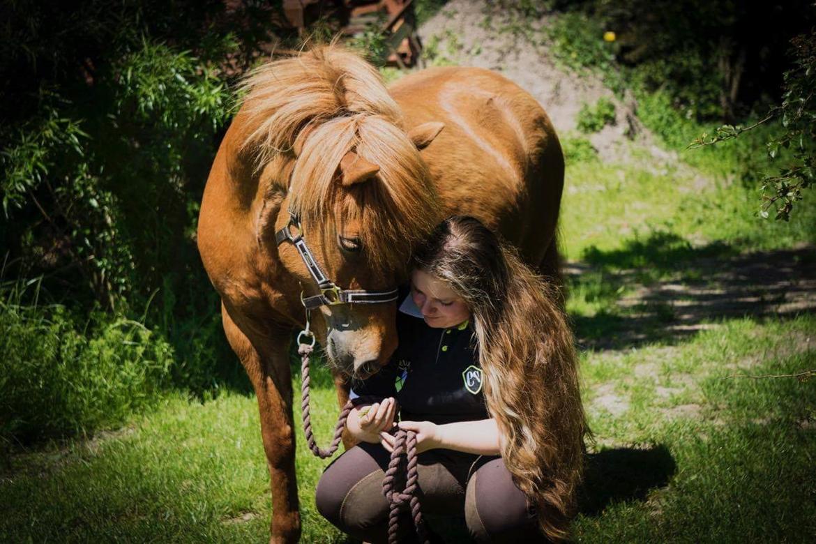 Islænder Katla fra Jannerup billede 6