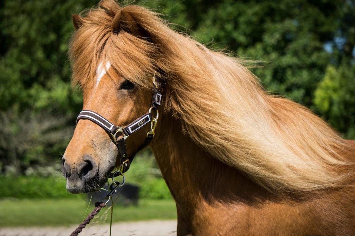 Islænder Katla fra Jannerup billede 4