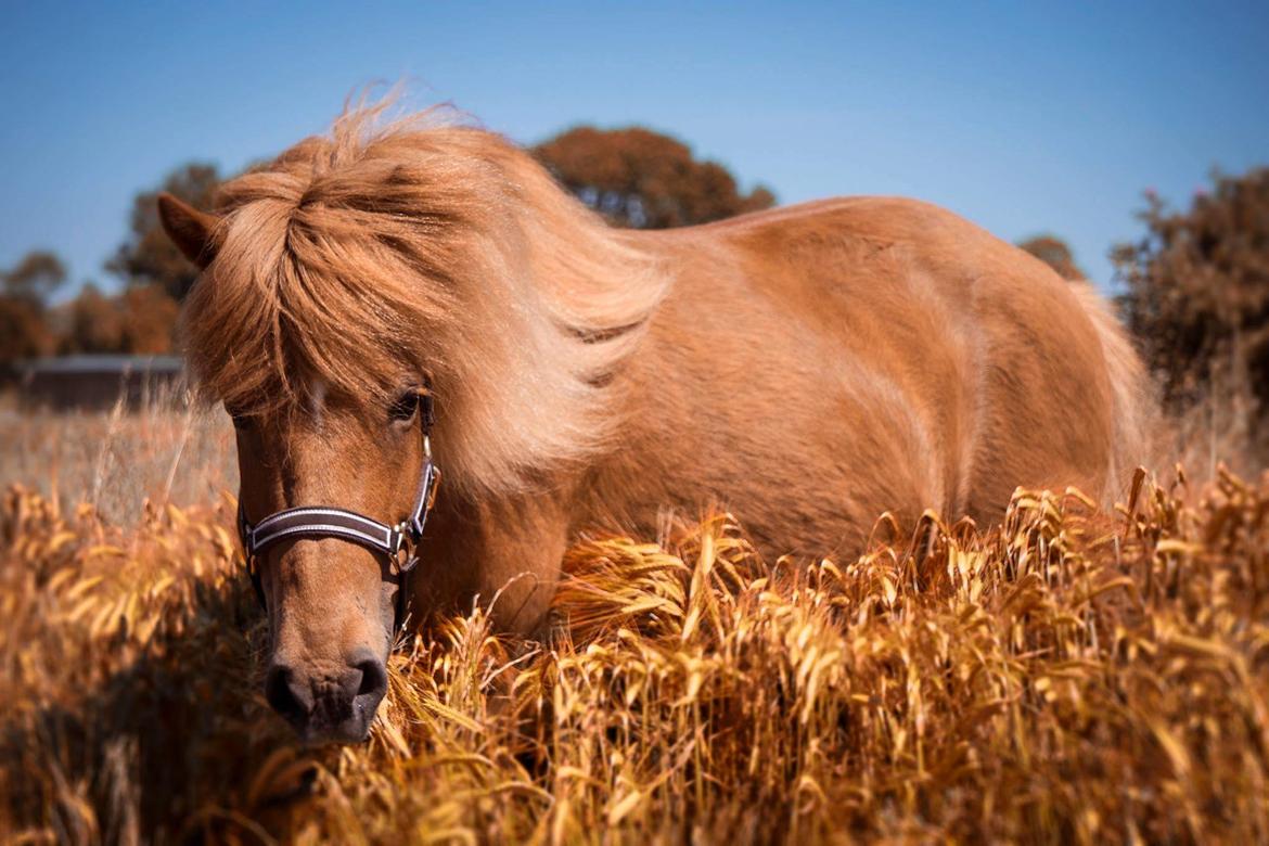 Islænder Katla fra Jannerup billede 3