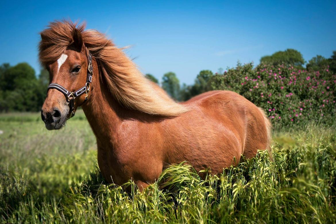 Islænder Katla fra Jannerup billede 24