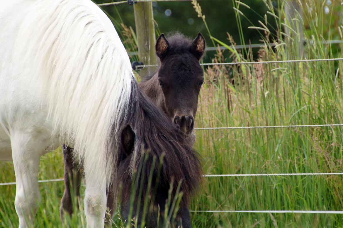 Shetlænder Stratensmindes Made by a Warrior billede 11