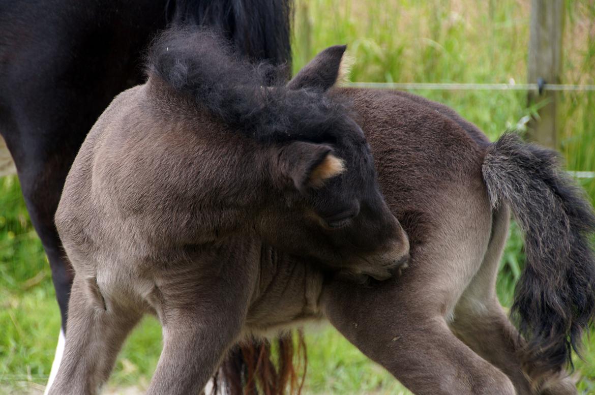 Shetlænder Stratensmindes Made by a Warrior - 21 dage billede 16