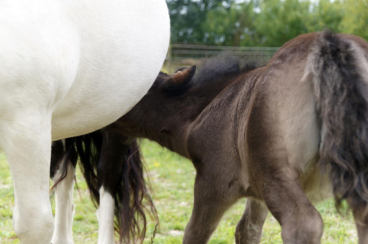 Shetlænder Stratensmindes Made by a Warrior - 21 dage billede 15