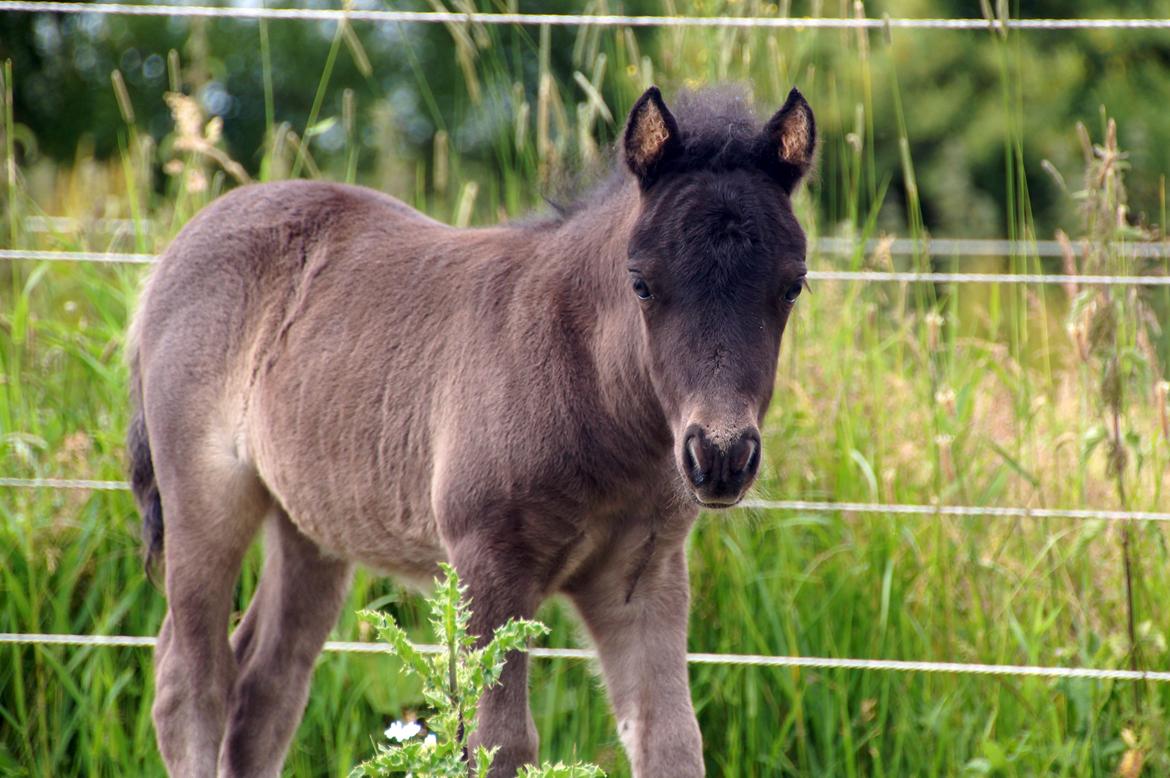 Shetlænder Stratensmindes Made by a Warrior - 21 dage billede 18