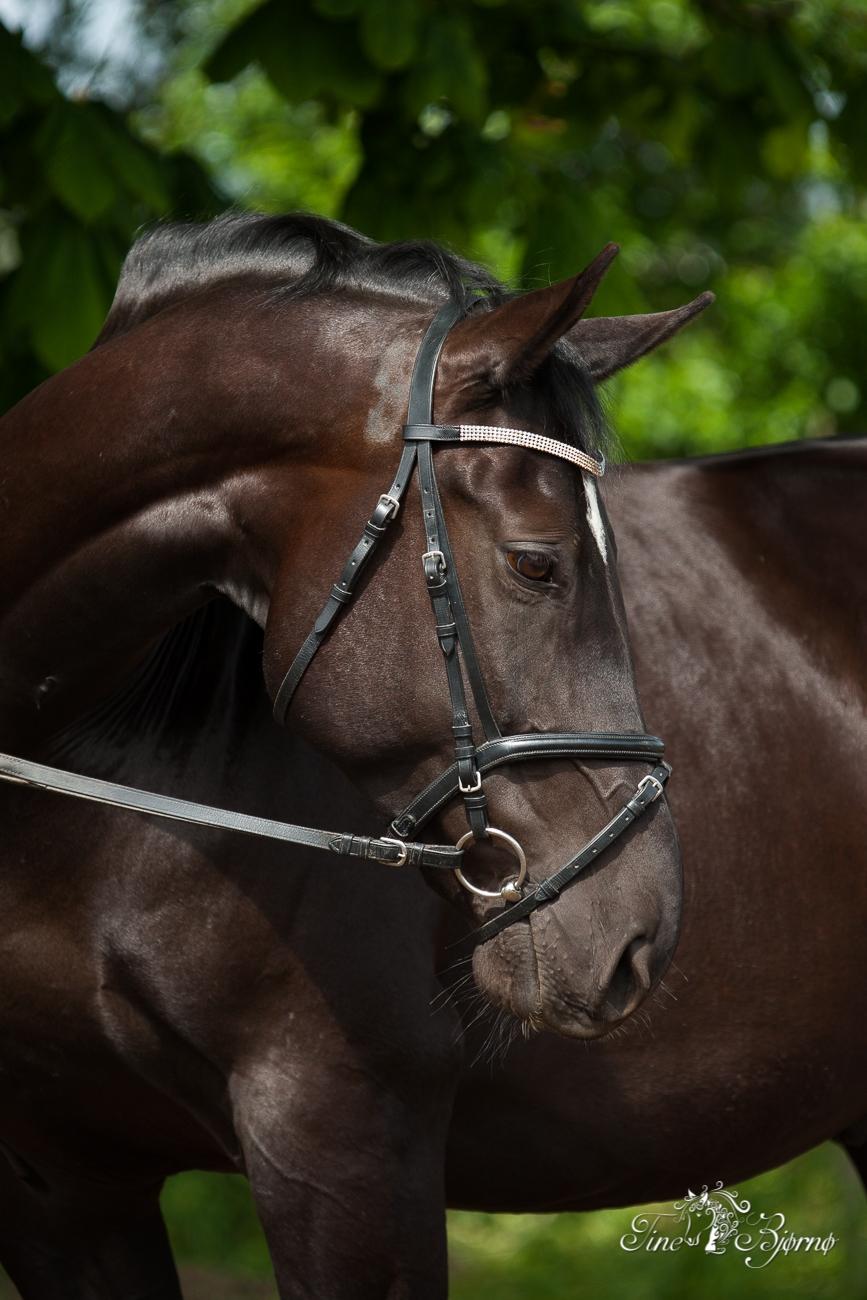 Oldenborg Solhøj's Maximus D M billede 4