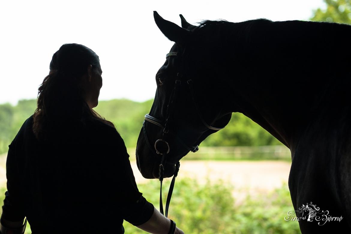 Oldenborg Solhøj's Maximus D M billede 3