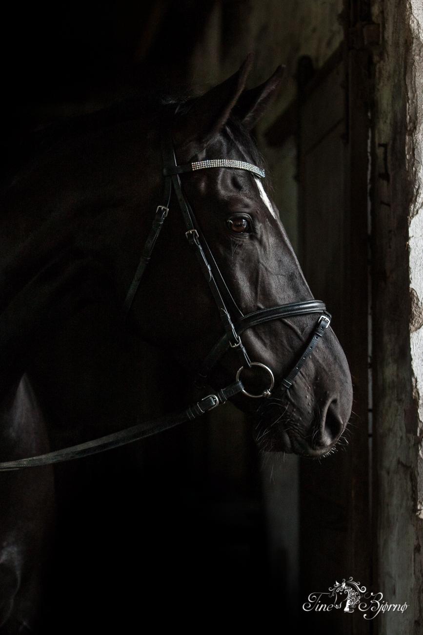 Oldenborg Solhøj's Maximus D M billede 5