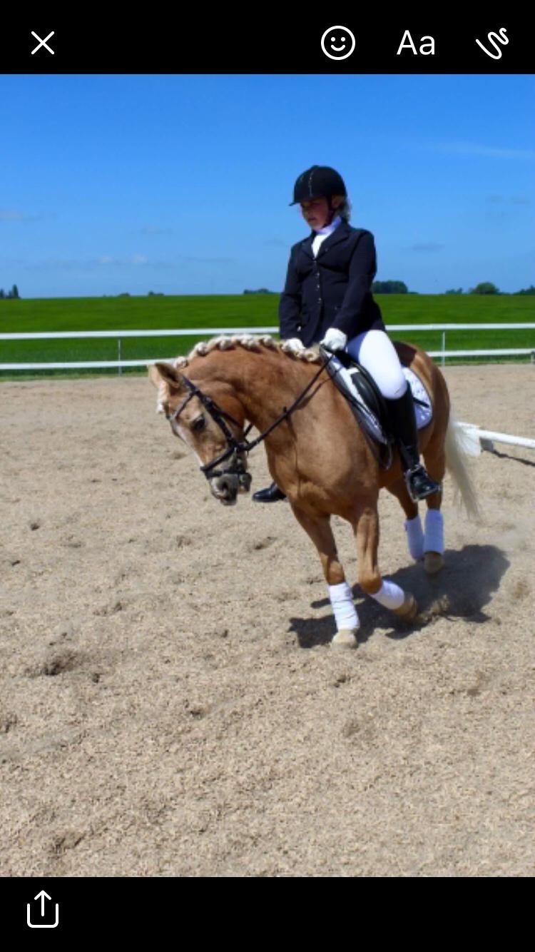 Anden særlig race Timon billede 6