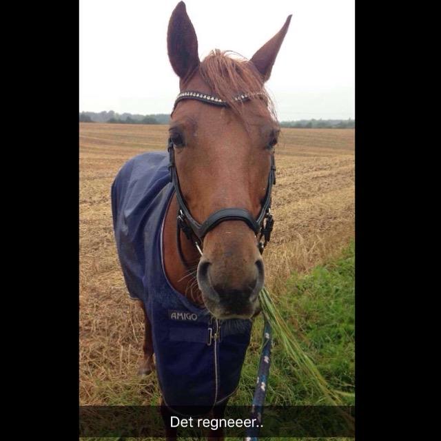 New Forest /DSP HOPPESGÅRD SEBASTAN (Solgt) billede 22