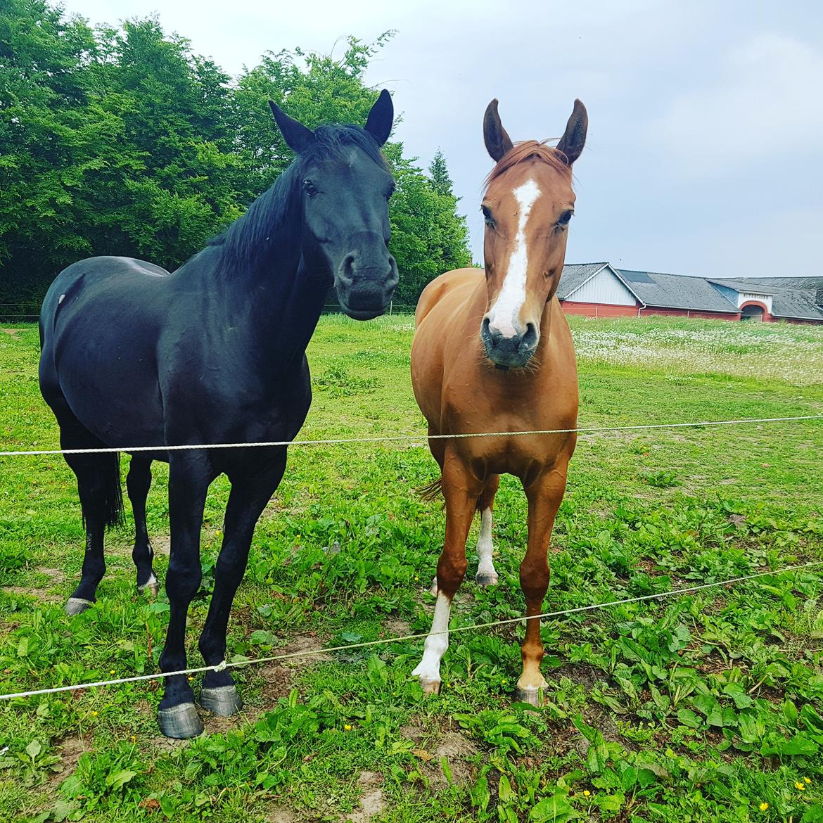 Dansk Varmblod Nørremøllehøj's laika billede 1