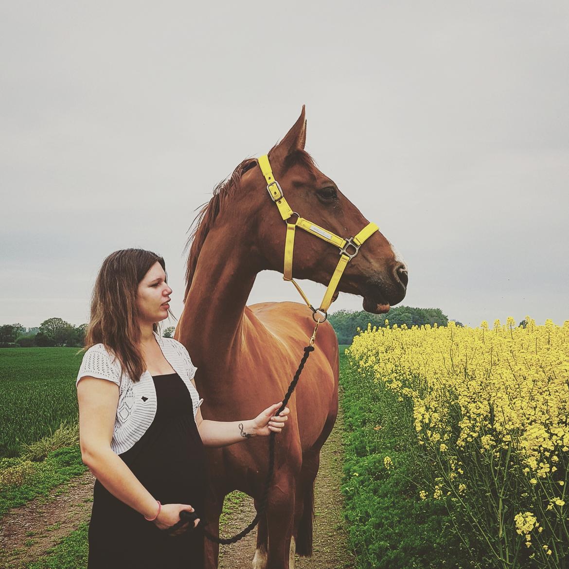Dansk Varmblod Nørremøllehøj's laika billede 2