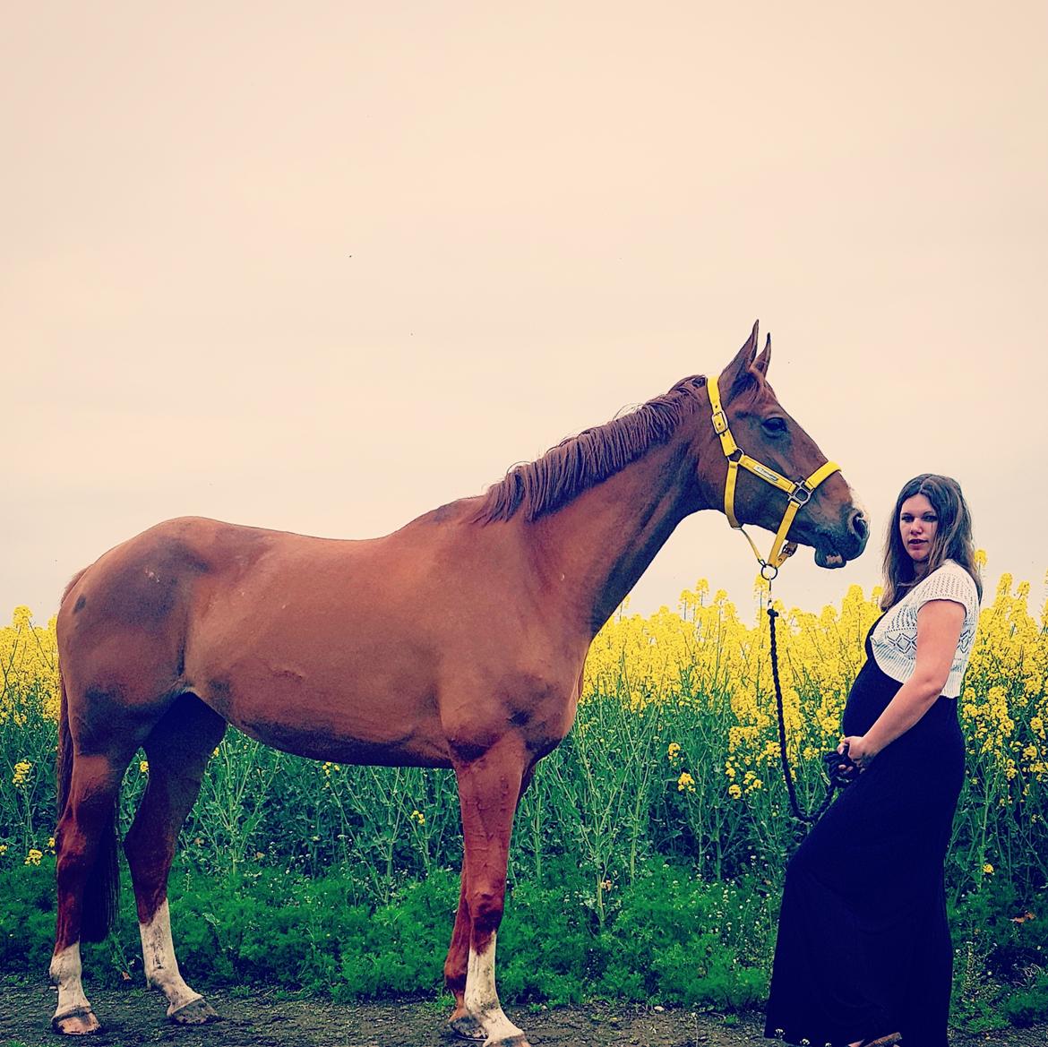 Dansk Varmblod Nørremøllehøj's laika billede 3