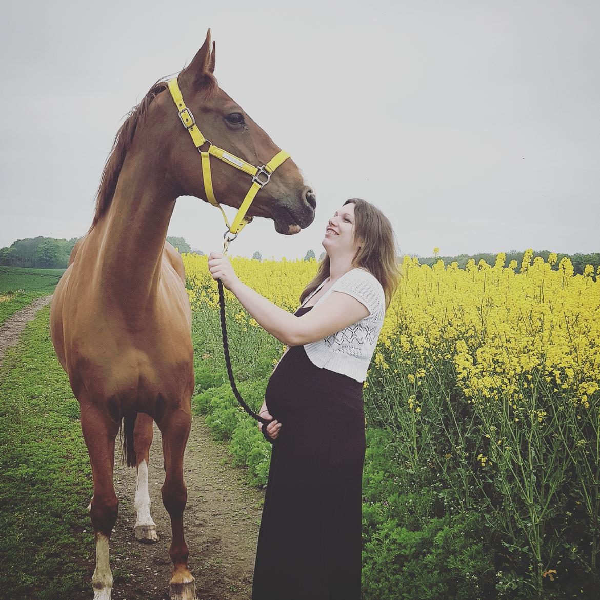 Dansk Varmblod Nørremøllehøj's laika billede 4