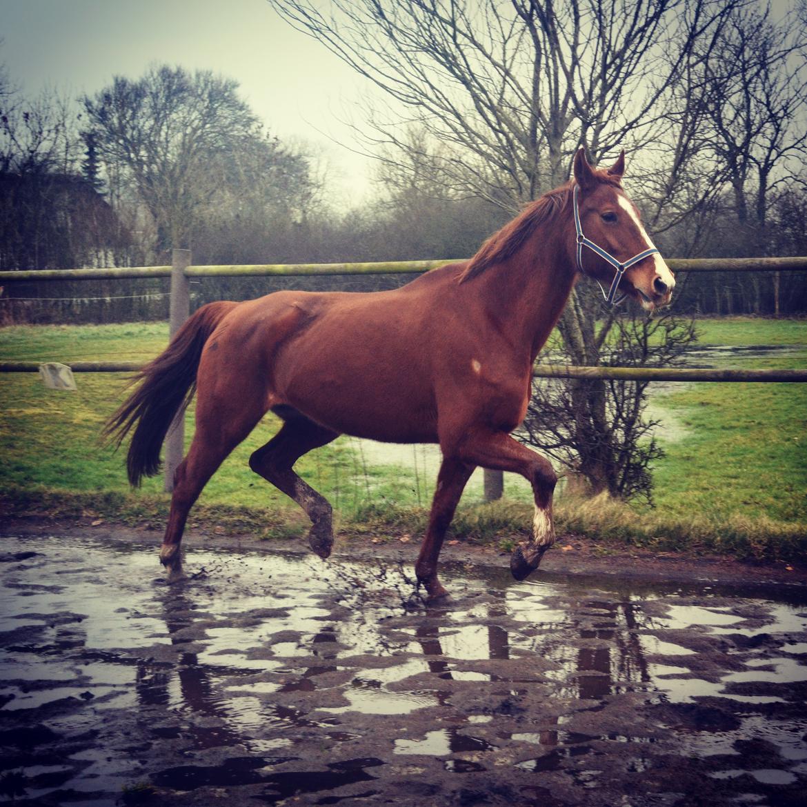 Dansk Varmblod Nørremøllehøj's laika billede 5