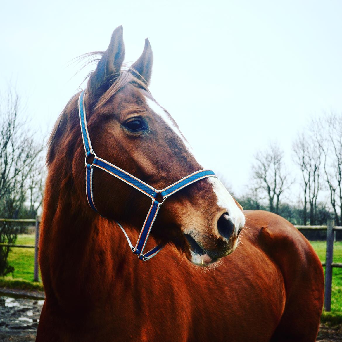 Dansk Varmblod Nørremøllehøj's laika billede 6