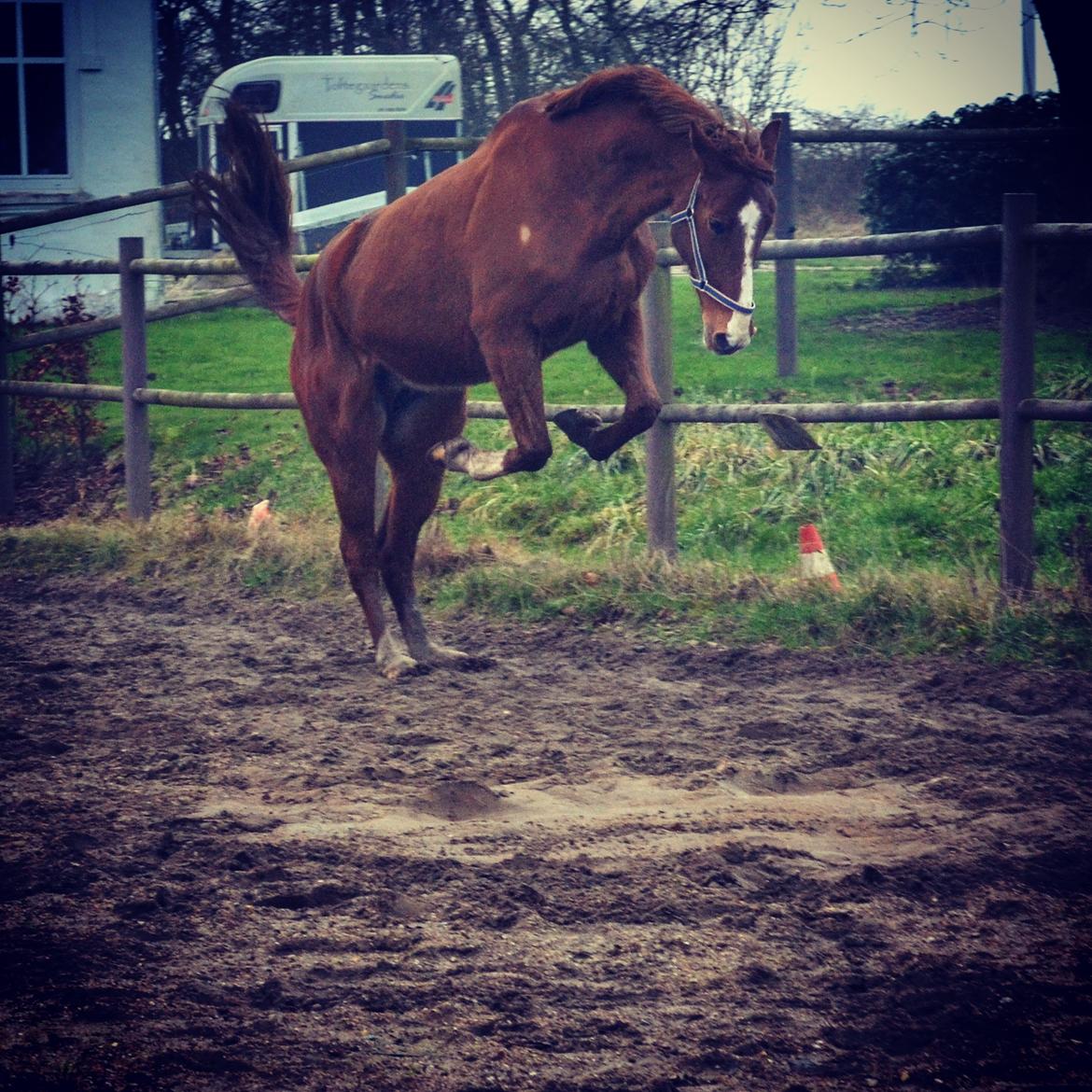 Dansk Varmblod Nørremøllehøj's laika billede 7