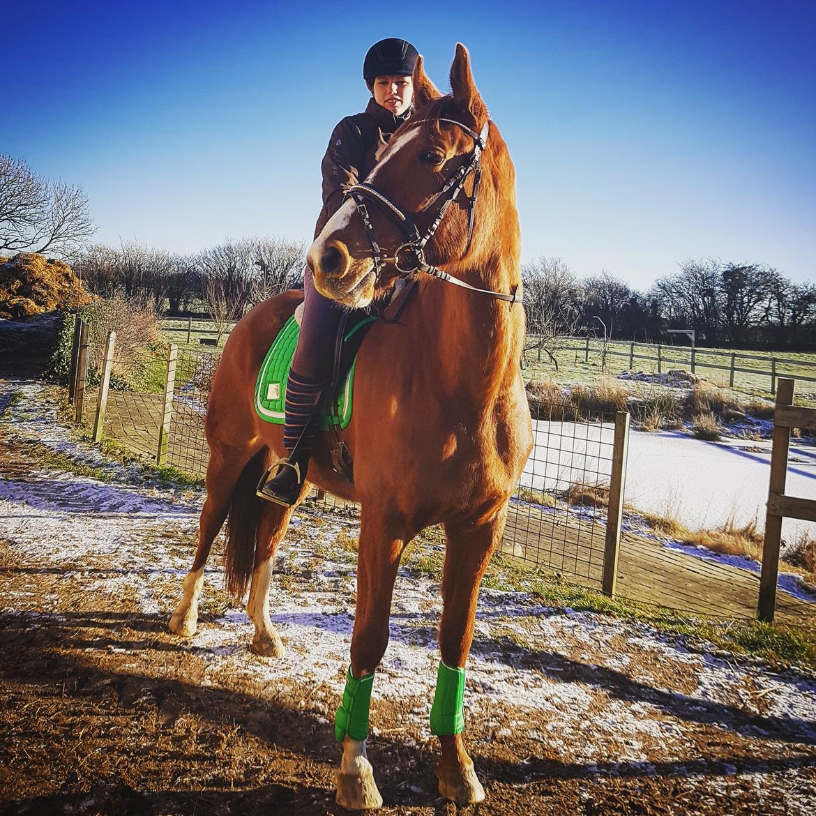 Dansk Varmblod Nørremøllehøj's laika billede 12