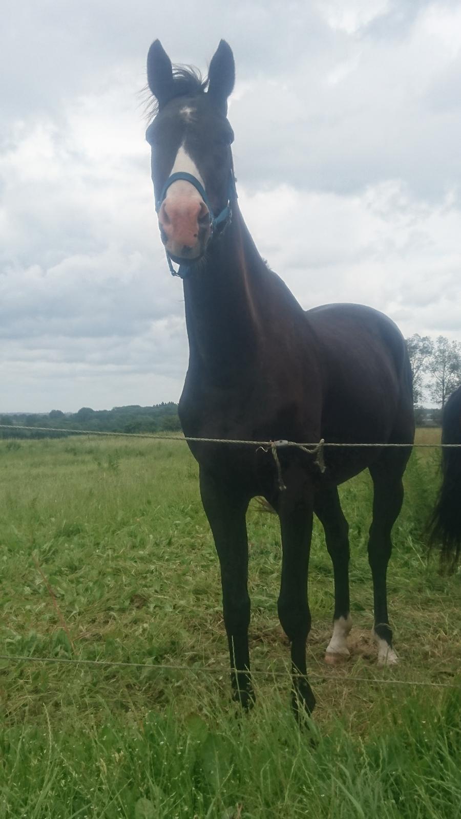 Dansk Varmblod Sundhøjs Duke (Duggie) billede 27