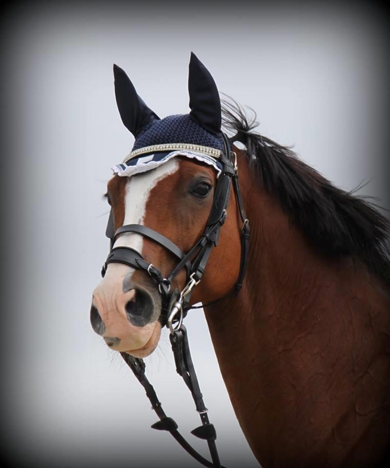 Dansk Varmblod Cornelia højbo *Himmel hest* billede 15
