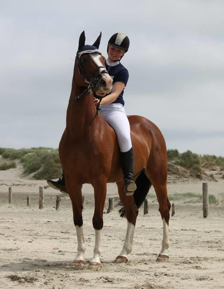 Dansk Varmblod Cornelia højbo *Himmel hest* - Velkommen til C' profil! Dette billede er fra Rømø Beach jump, 2017.  billede 13