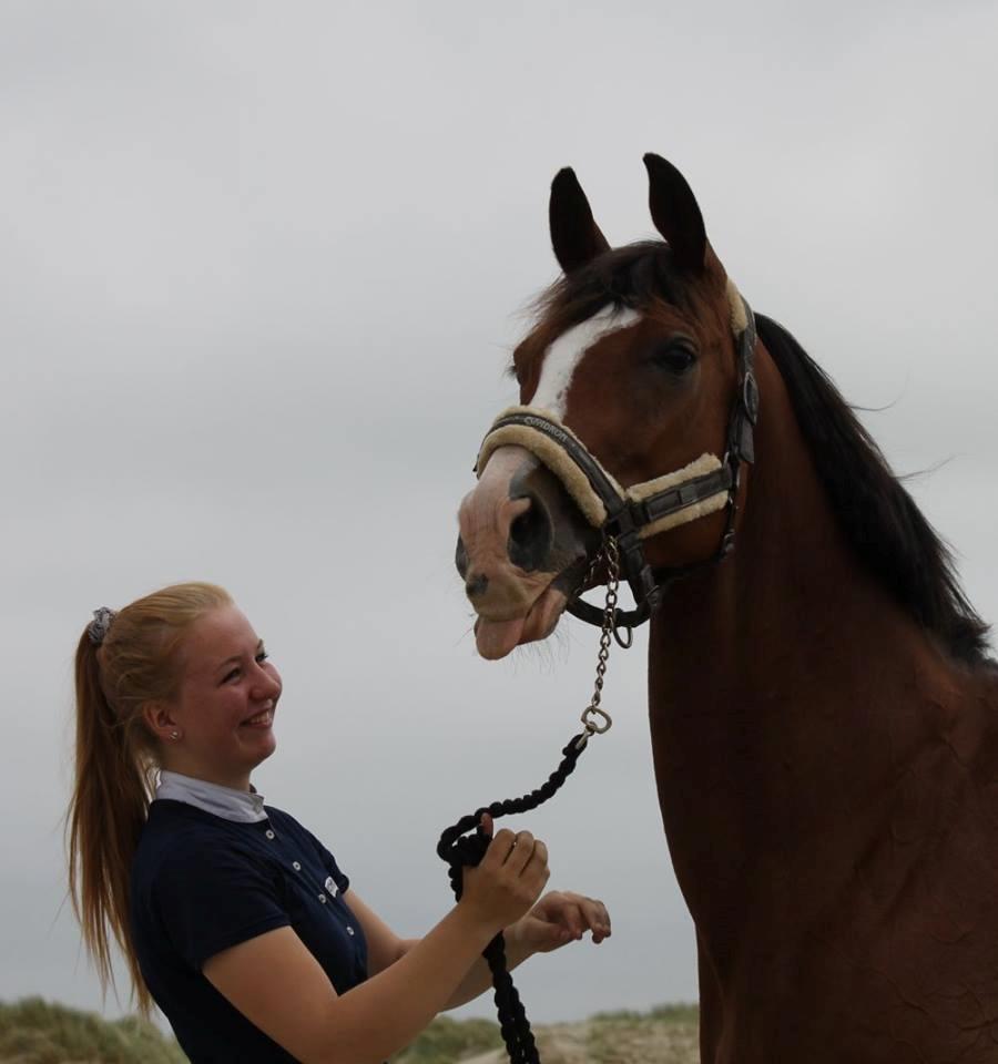 Dansk Varmblod Cornelia højbo *Himmel hest* billede 16