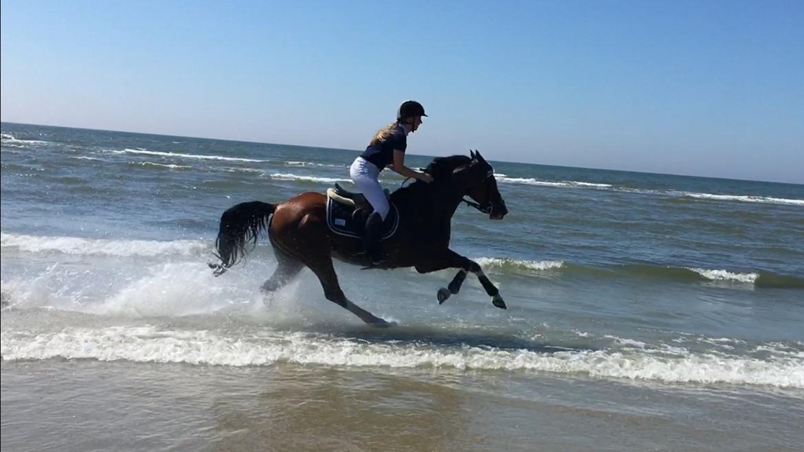 Dansk Varmblod Cornelia højbo *Himmel hest* - Fuld fart :) Mig og C's yndlings ting.  billede 14