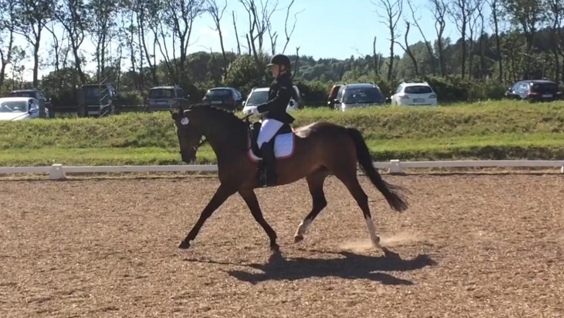 Dansk Varmblod Rozquikkie sonéca billede 18