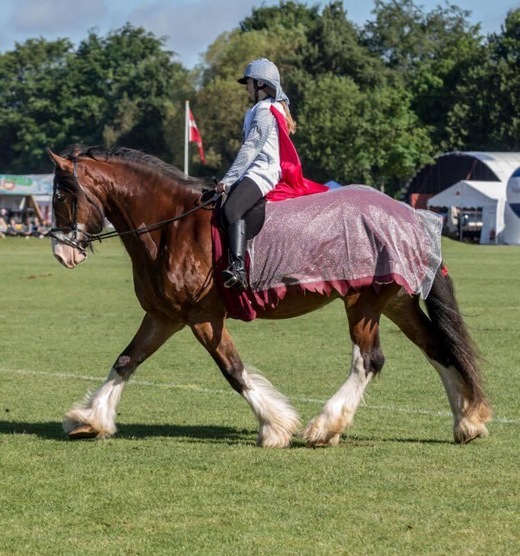 Shire Shirefarm Braveheart - Fotograf: Fjfotos billede 7