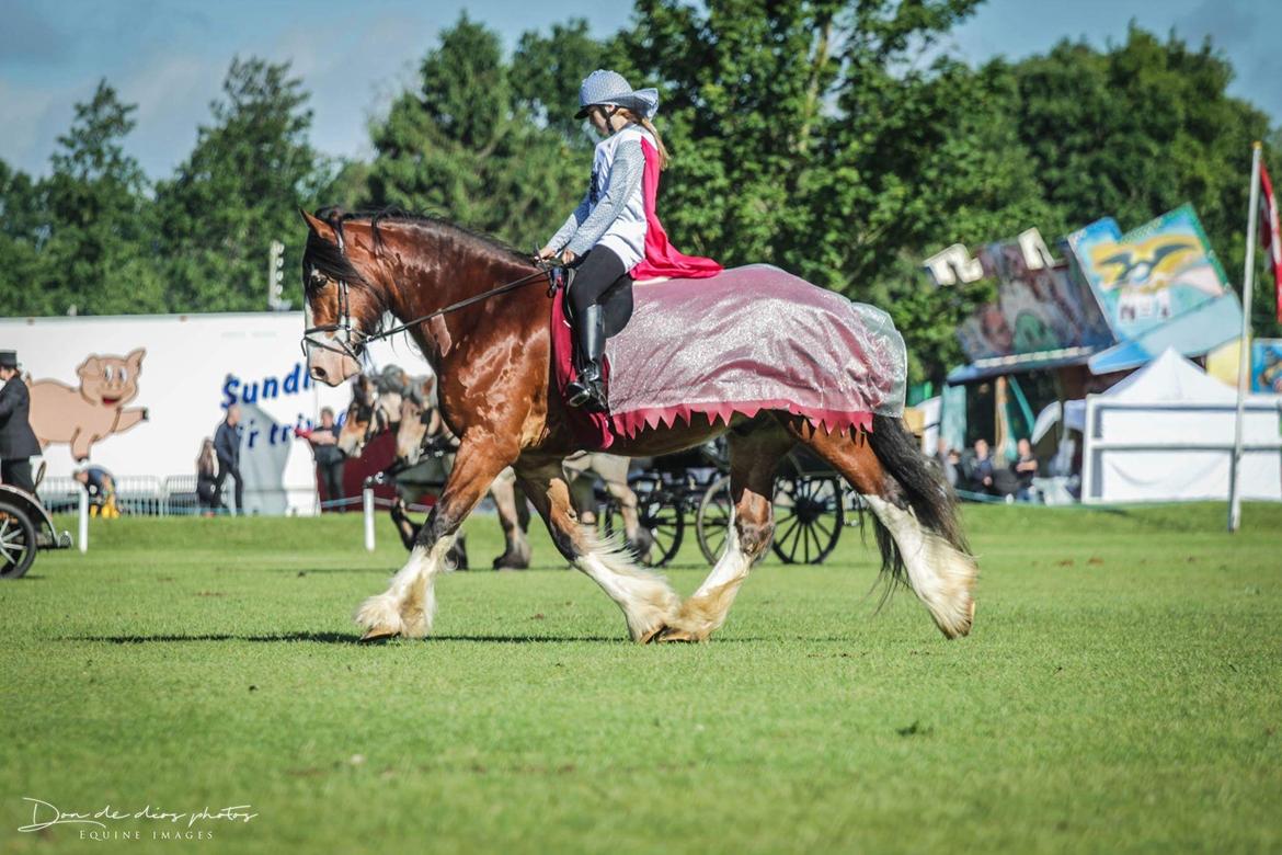 Shire Shirefarm Braveheart - Fotograf: Don De Dios billede 1