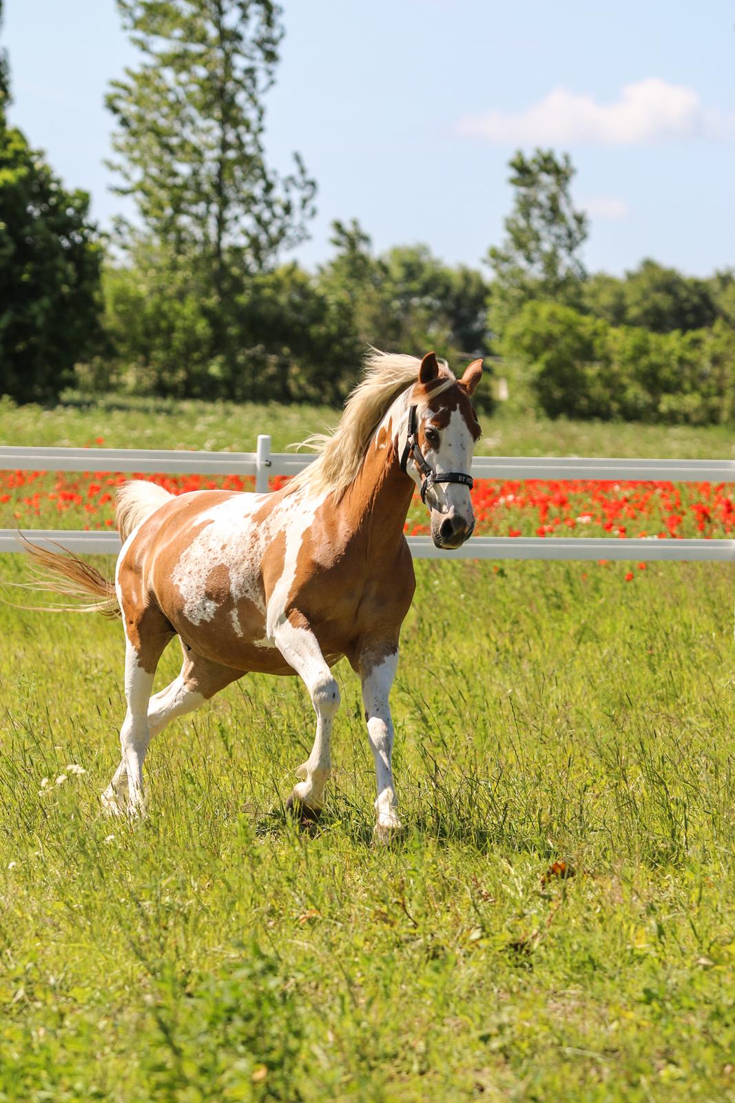 Pinto Vognbjerg's jasmin billede 3
