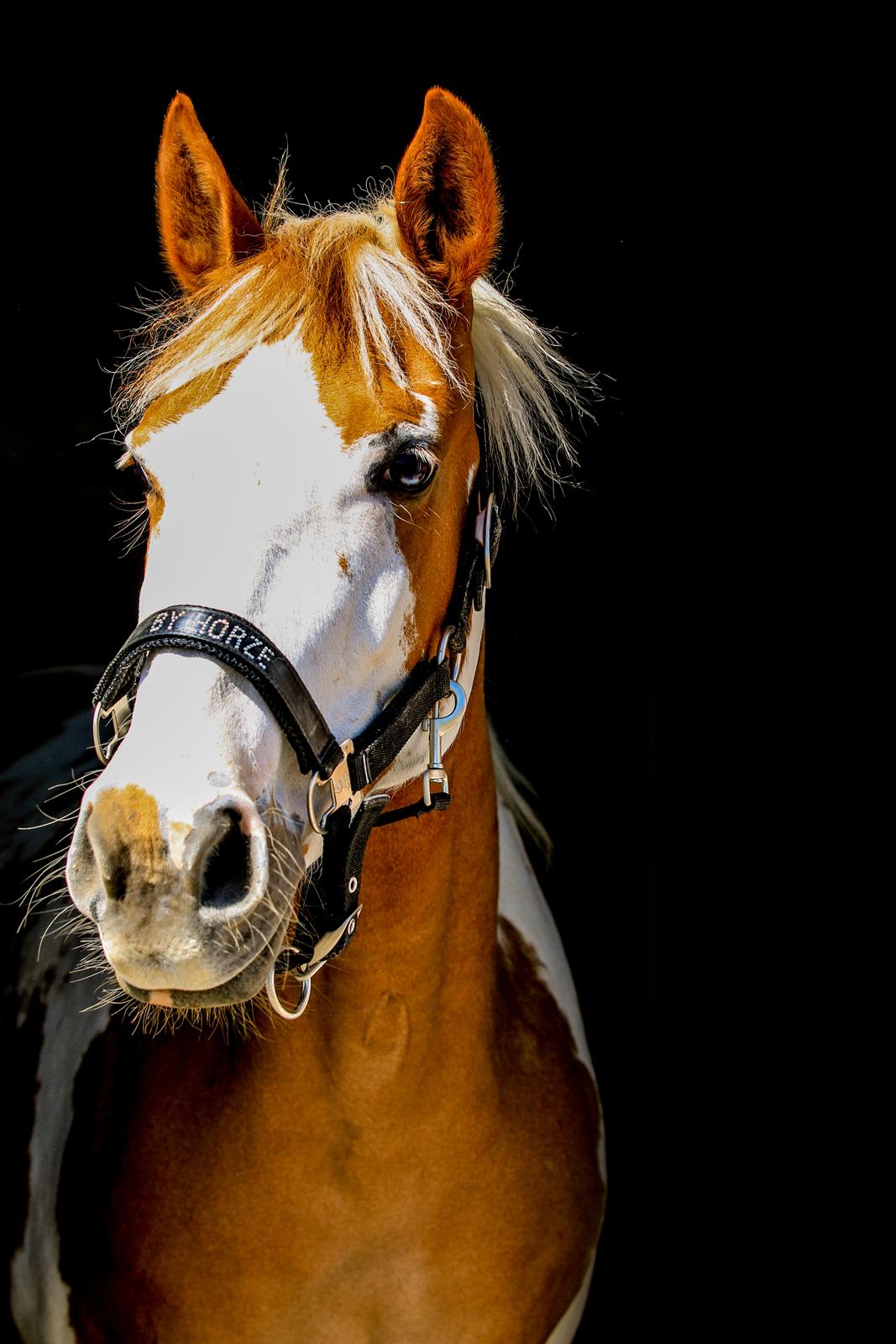 Pinto Vognbjerg's jasmin billede 4