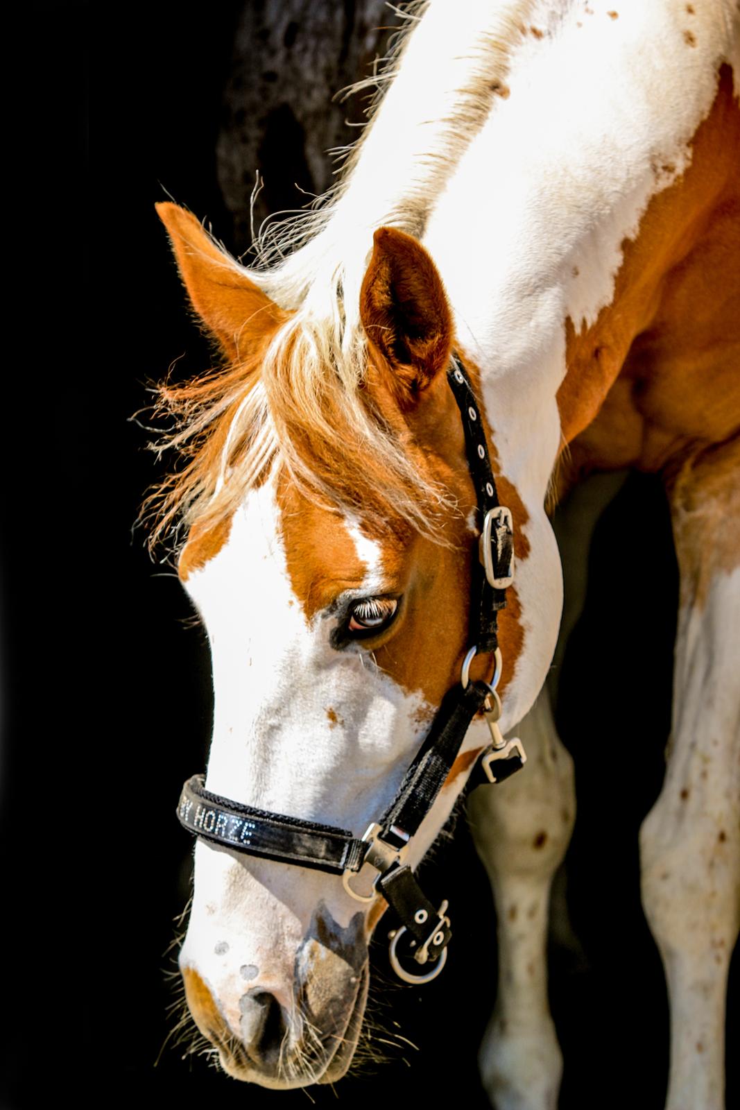 Pinto Vognbjerg's jasmin billede 5