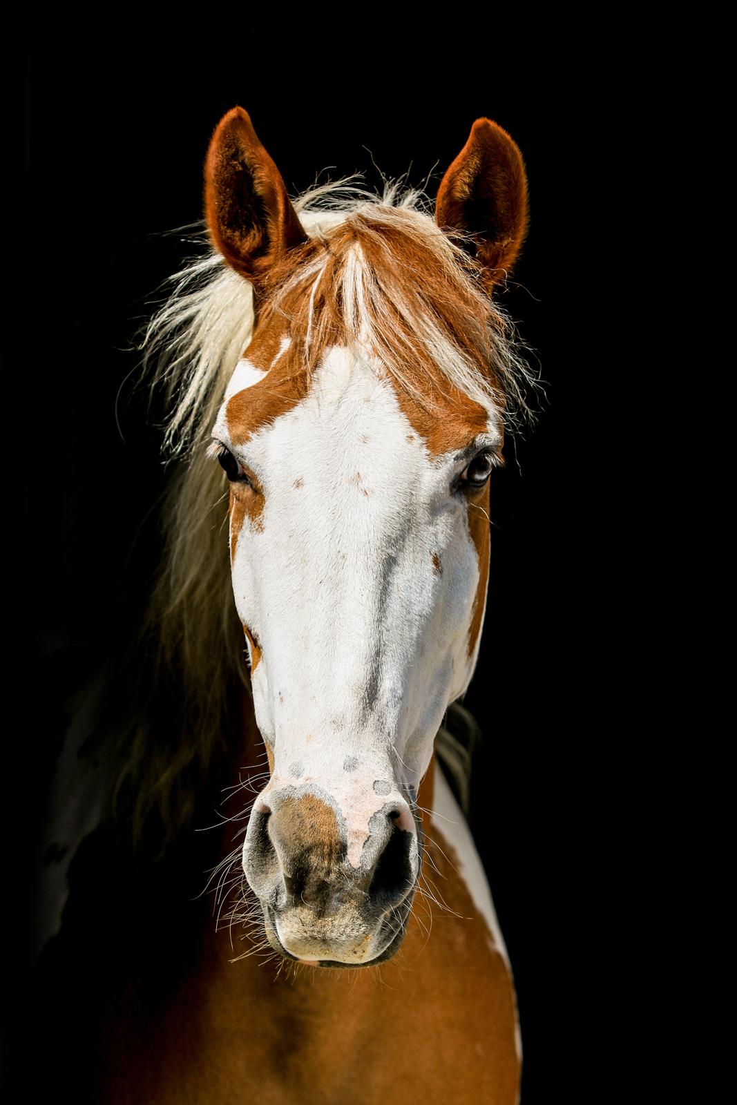 Pinto Vognbjerg's jasmin billede 6