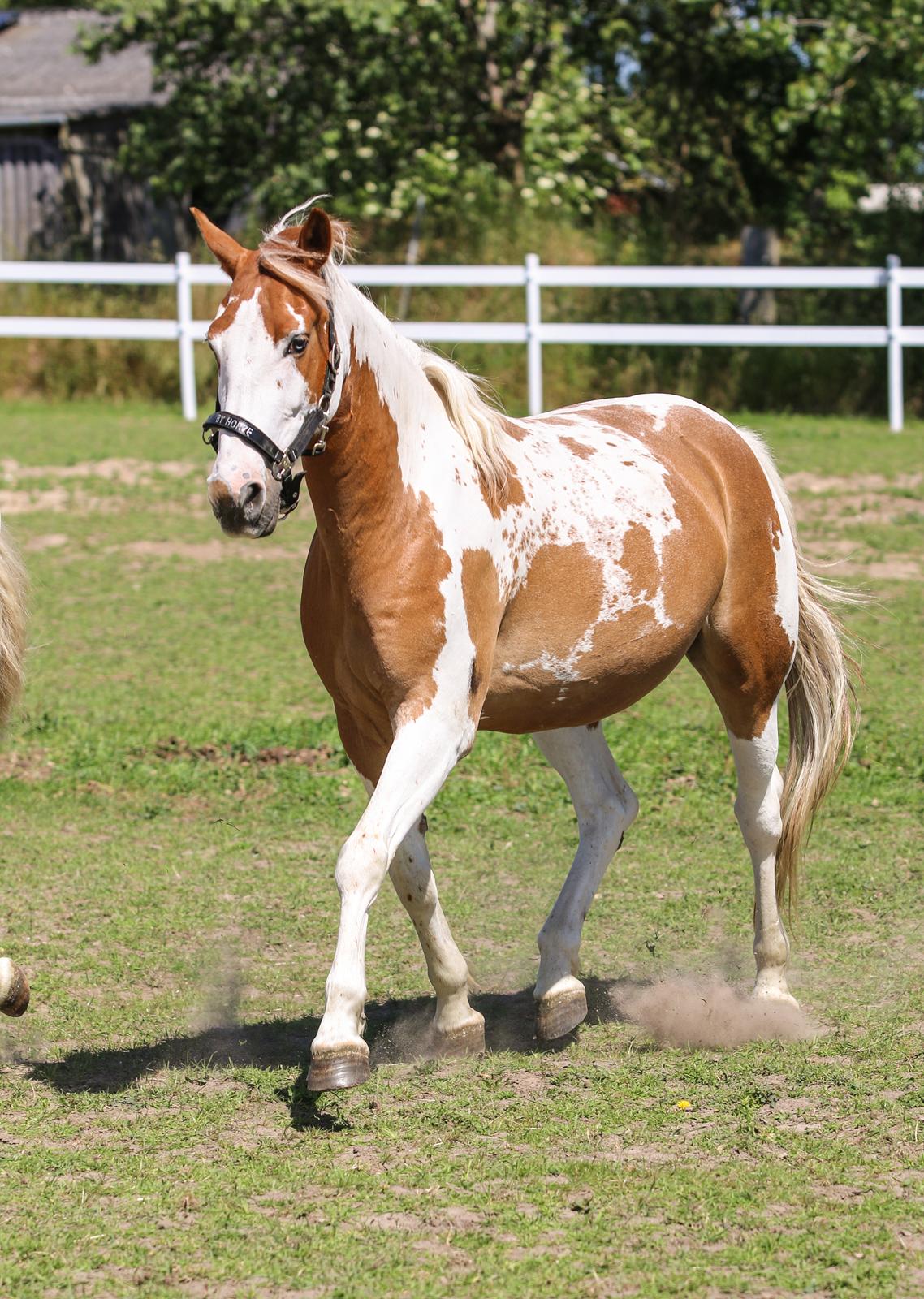 Pinto Vognbjerg's jasmin billede 7