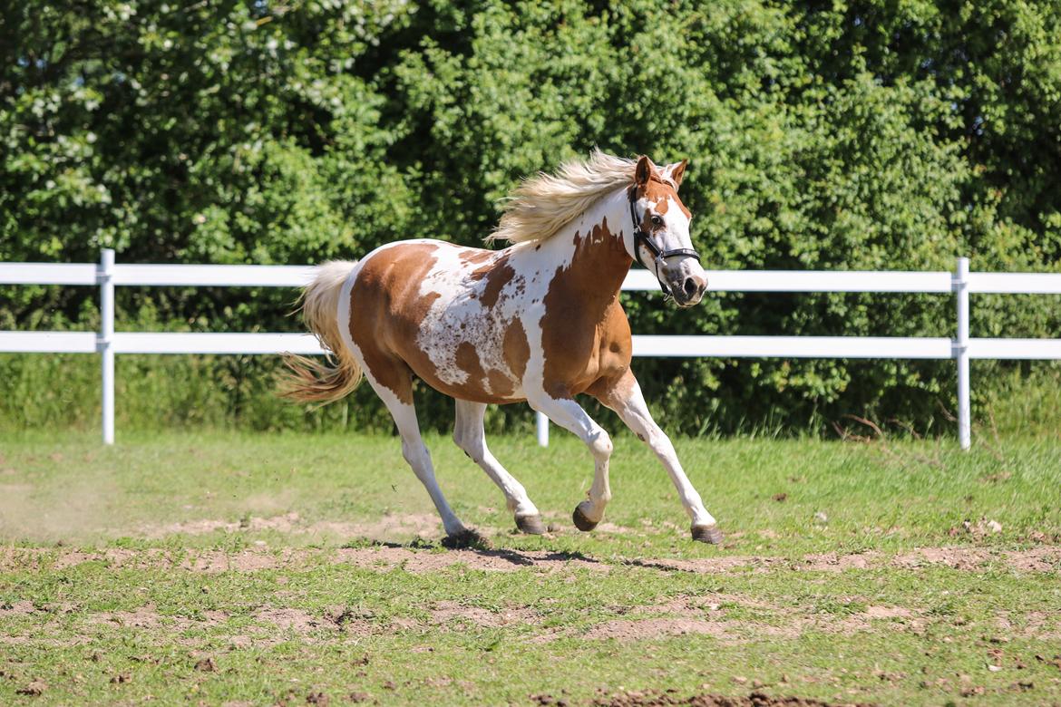 Pinto Vognbjerg's jasmin billede 8