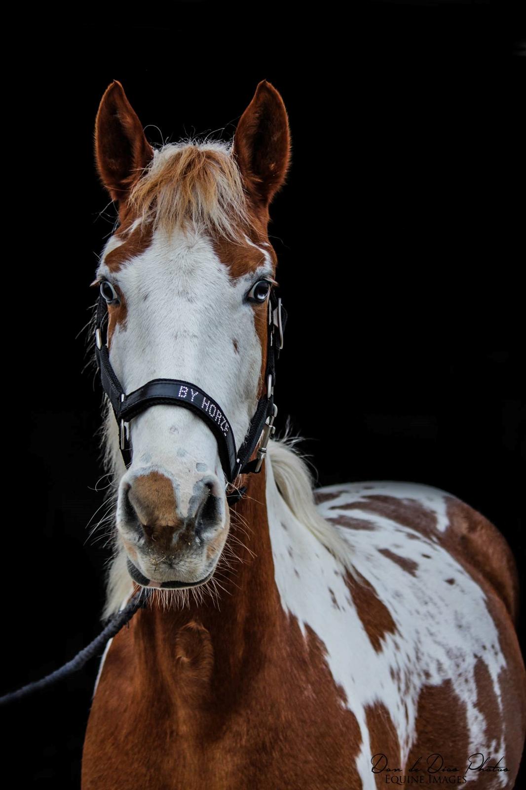 Pinto Vognbjerg's jasmin billede 11